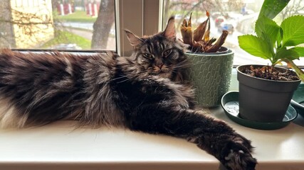Fluffy dark tabby cat relaxing beside potted plants on an indoor windowsill during daylight.