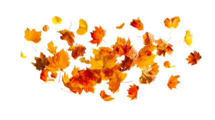 Scattered autumn maple leaves in vibrant orange and yellow hues falling dynamically, perfect for seasonal themes, festive invitations, and natural backdrops.