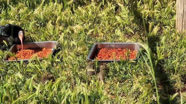 Birds being fed in a cage while rats eat at Attica Zoological Park, Spata, Greece
