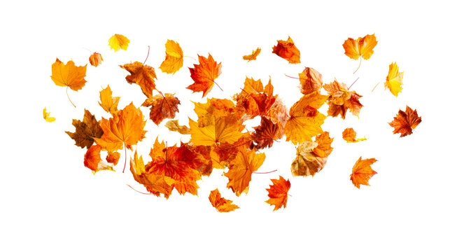 Scattered autumn maple leaves in vibrant orange and yellow hues falling dynamically, perfect for seasonal themes, festive invitations, and natural backdrops. - Powered by Adobe