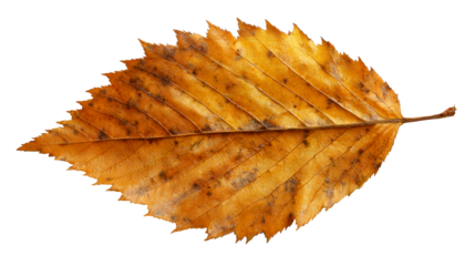 Autumn leaf with serrated edges and visible veins, a natural seasonal element showcasing fall colors for use in nature related projects and themes.