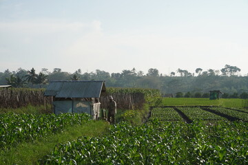 Farmer Working in Indonesian Agricultural Field with Crops