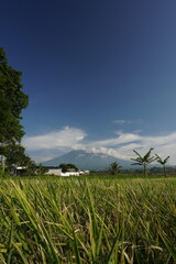 Vertical View of Vibrant Rice Field Against Distant Mountain