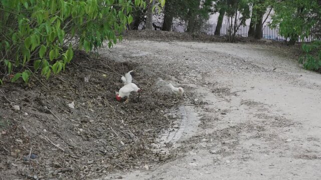 White bantam rooster and hens foraging for food