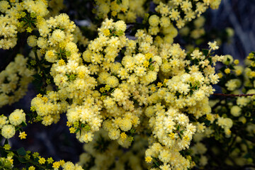 Denmark, Western Australia