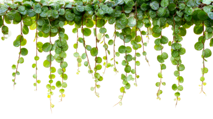 Hanging green plant with small round leaves and water droplets, ideal for decorative backgrounds and natural themes