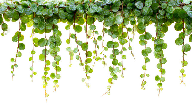Fototapeta Hanging green plant with small round leaves and water droplets, ideal for decorative backgrounds and natural themes