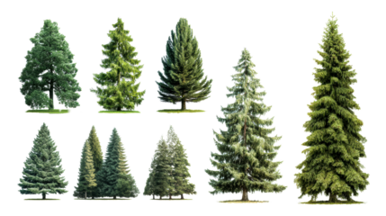 Collection of various coniferous trees including spruce and fir varieties, perfect for landscape design and environmental projects, offering a diverse selection for visual applications.