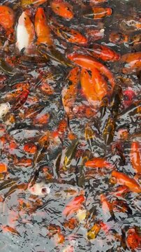 koi fish in pond