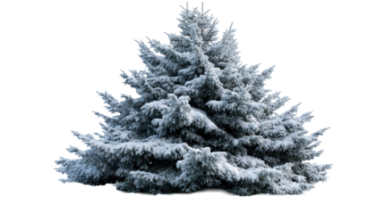Lush snowcovered pine tree with a dense canopy, perfect for winter holiday promotions and nature exploration visuals.