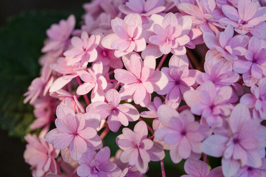 Close up of vibrant pink hydrangea macrophylla blossoms in full bloom under soft summer sunlight