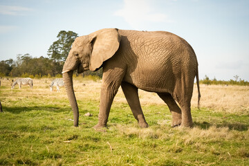 Fototapeta premium Close-up view of an African elephant in the savanna, surrounded by golden vegetation. Detailed texture of the animal’s skin emphasized by natural light.