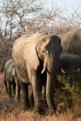 Fototapeta premium Elephant walking along a forest path, with sunlight filtering through the canopy. Majestic animal moving through a serene woodland environment.