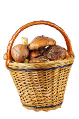 Suillus granulatus, weeping or granulated bolete in wicker basket isolated on a white background