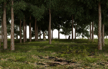 A tranquil, dense forest scene featuring numerous tall trees with green leaves and brown trunks. The forest floor is covered in patchy grass and dark, wet earth