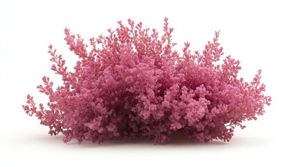 Fototapeta premium Pink bush isolated on white background for design use