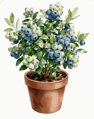  Small Bush Potted Blueberry isolated watercolor vector illustration svg
