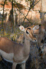 Elegant gazelle captured mid-step in a vast savanna environment, with distant acacia trees and soft golden light enhancing the scene.
