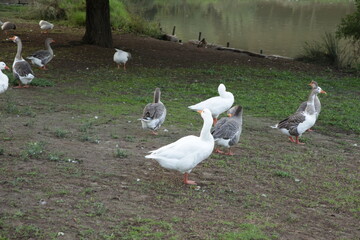 Geese grazing along pond shore in park