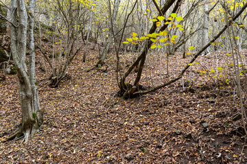 Serene Autumn Woodland Covered in a Thick Layer of Fallen Leaves