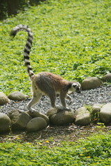 Fototapeta premium Cute little Ring Tailed Lemur at Hamilton Zoo