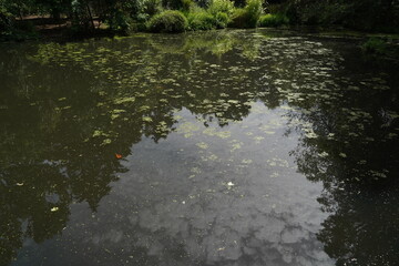 An unhealthy looking pond with green slime and lovely trees
