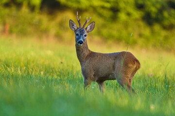 A beautiful portrait of a roebuck in the nature habitat. Capreolus capreolus. A deer stands in the grass in the beautiful golden evening light.