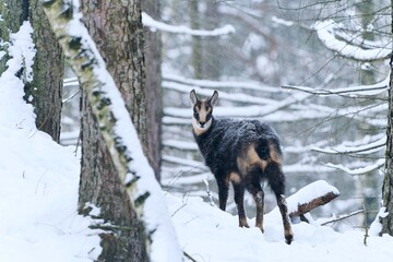 Winter scene with a beautiful chamois. A chamois in winter forest.  Rupicapra rupicapra