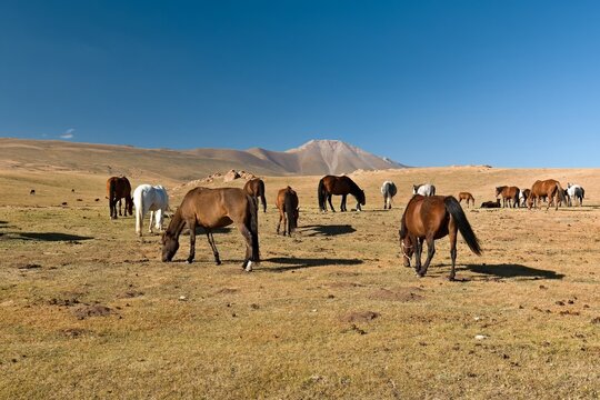 Grazing horses in Moldo Too, mountain range in the Inner Tian Shan. Naryn region. Kyrgyzstan. Asia.