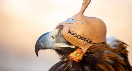 A close-up of an eagle wearing a cap. The bird of prey hunts its prey. The eagle perches on the trainer's hand. Falconry. A national tradition of Asia. Kazakhstan.