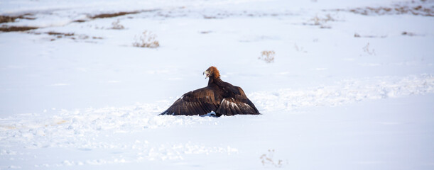 Obraz premium A large eagle caught a fox against a backdrop of snow. A bird of prey hunts its prey. A golden eagle sits in the snow, clinging to its prey. Falconry. A national tradition of Asia. Berkutchi,