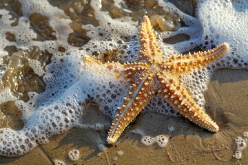 Close up of a starfish lying on wet sand, being washed by receding sea foam