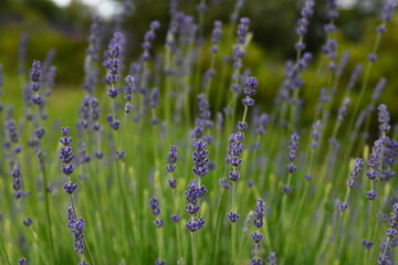 Purple narrow-leaf lavender close-up