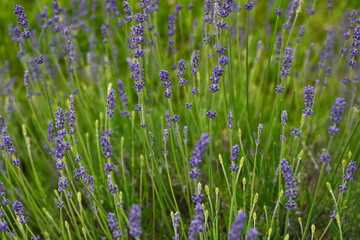 Purple narrow-leaf lavender close-up