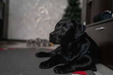 A Labrador puppy is lying on the carpet in the house