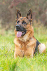 The picture shows a German Shepherd Dog (GSD).