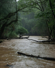 flooded river, swollen stream, heavy rainfall, monsoon season, river overflow, high water, floodwaters, rushing river, rainy season, nature disaster, flood scene, river flooding, strong currents,