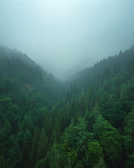 misty mountain valley, evergreen forest, dense forest, cloudy sky, mountain landscape, valley view, foggy mountains, nature scenery, wilderness, serene landscape, forested valley, mountain terrain, 