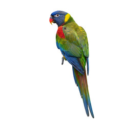 Obraz premium Colorful rainbow lorikeet parrot portrait detailed plumage isolated on transparent background