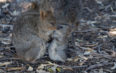 Obraz premium Quokkas in Rottnest Island, Western Australia