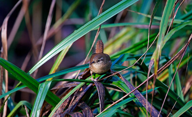 Wren searching for food in the woods