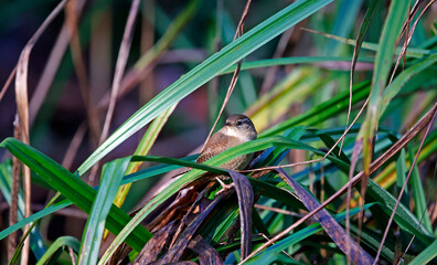Wren searching for food in the woods