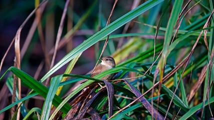 Wren searching for food in the woods