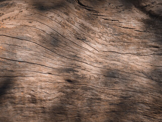 The authentic wood surface from dead forest trees reflects natural evolution.     