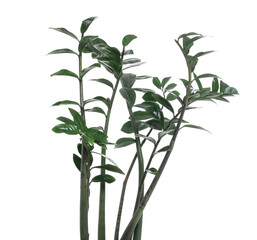Beautiful zamioculcas houseplant with green leaves isolated on white