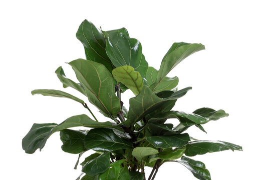 Beautiful lyre leaved fig houseplant isolated on white
