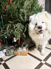 Samoyed dog near Christmas tree, celebrating Christmas and New Year winter holidays season. Spending time together. High quality photo