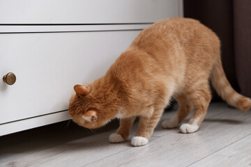 Cute ginger cat near dresser at home