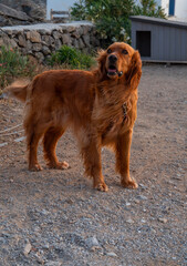 Irish red setter at sunset on the island of Mykonos in Greece
