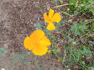 California Poppies Close-Up
